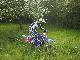Gilles ALGAY

 Egriselles le Bocage en 2001 (en liaison)